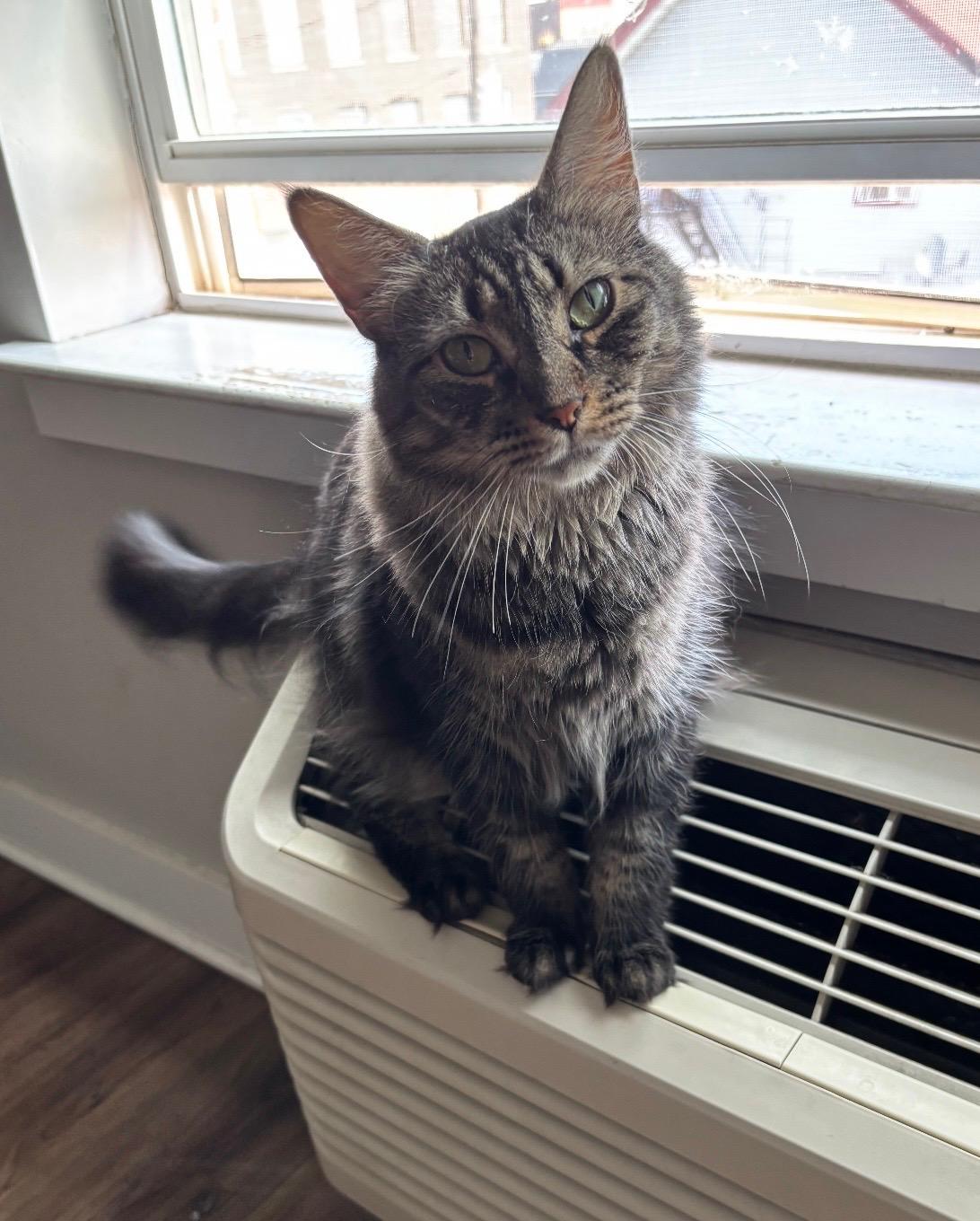 Grem, a Adoptable Domestic Long Hair in Wrightstown, NJ image 1/4