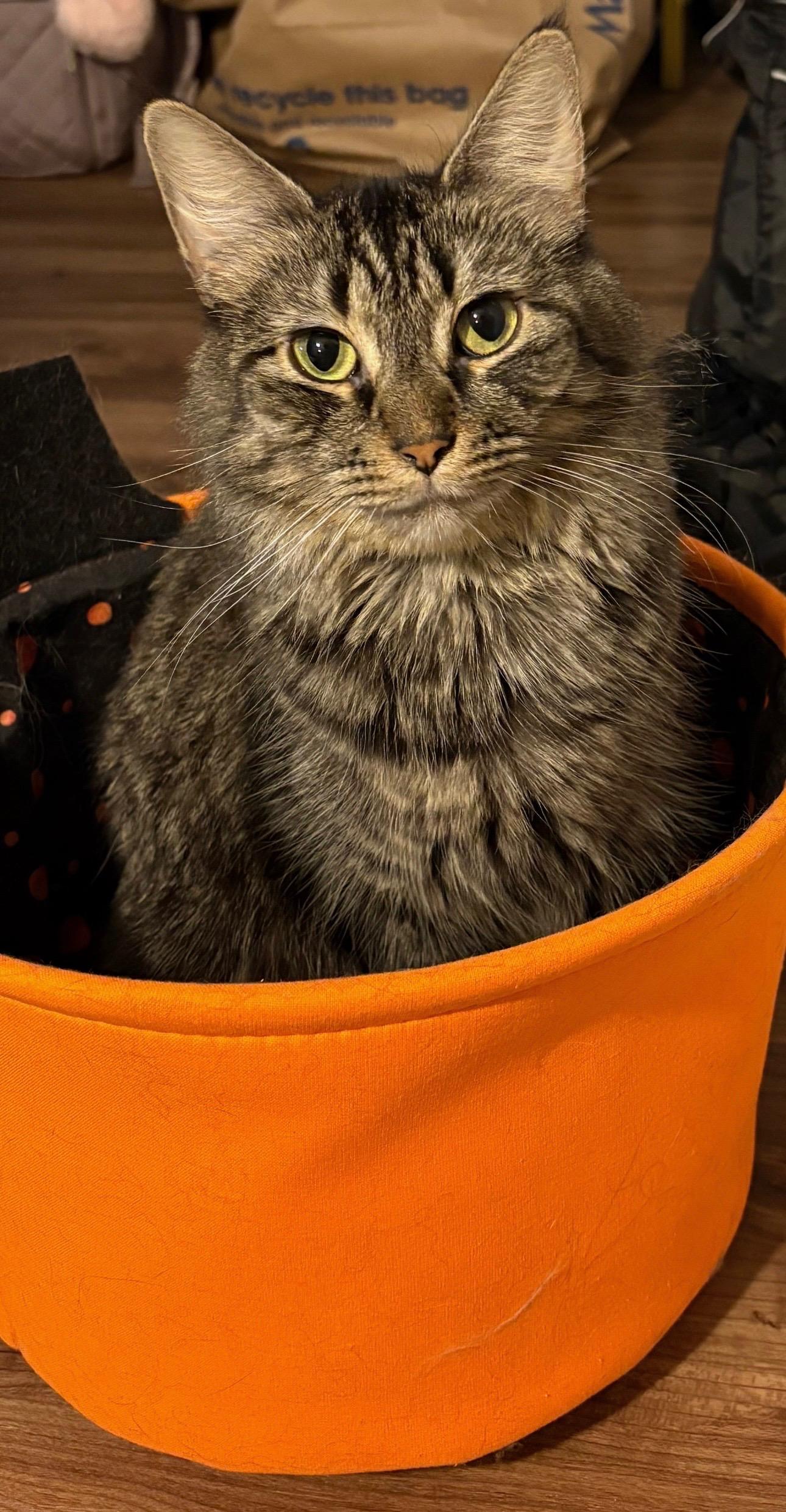 Grem, a Adoptable Domestic Long Hair in Wrightstown, NJ image 2/4