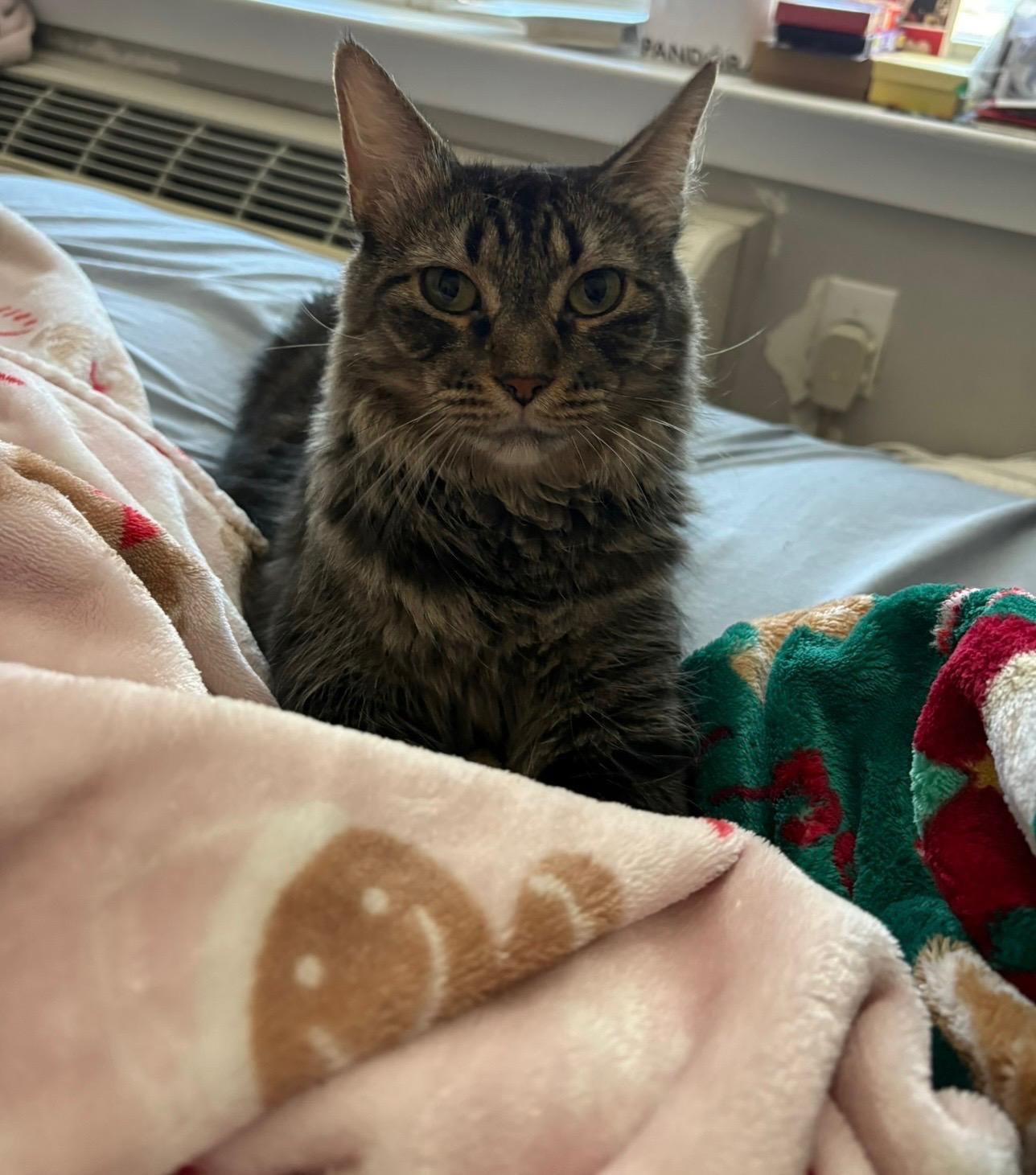 Grem, a Adoptable Domestic Long Hair in Wrightstown, NJ image 3/4