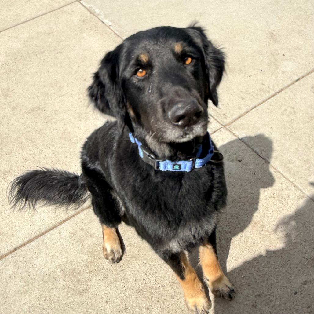 DiGiorno, Adoptable, Adult Male Mixed Breed.