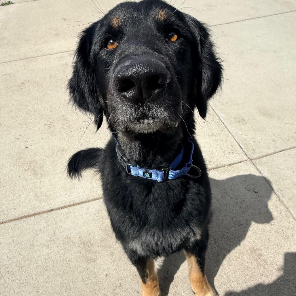 DiGiorno, a Adoptable Mixed Breed in Cheyenne, WY image 3/3
