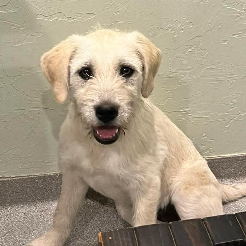 Enlarge Greer, a Adoptable Mixed Breed in Oxford, ME image 1/5