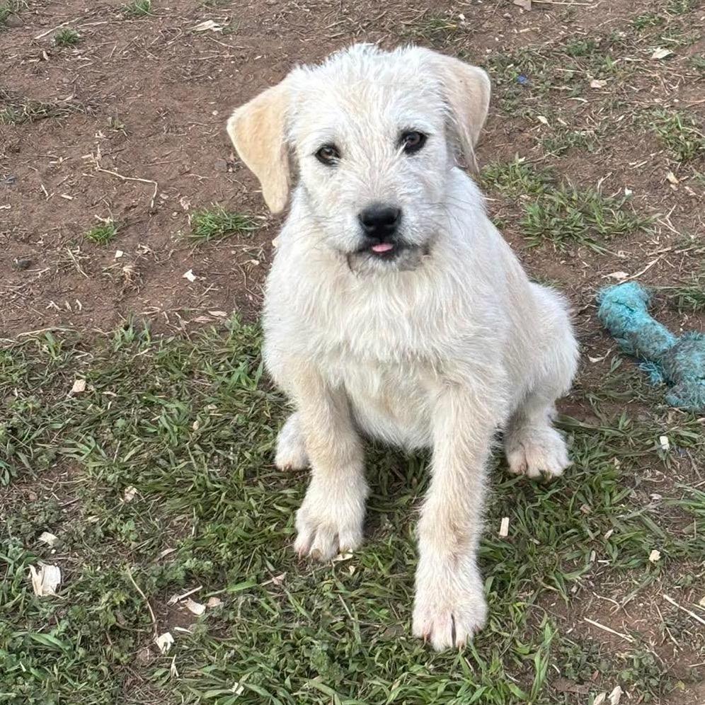 Enlarge Greer, a Adoptable Mixed Breed in Oxford, ME image 2/5