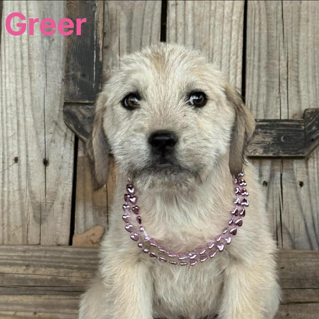 Enlarge Greer, a Adoptable Mixed Breed in Oxford, ME image 3/5