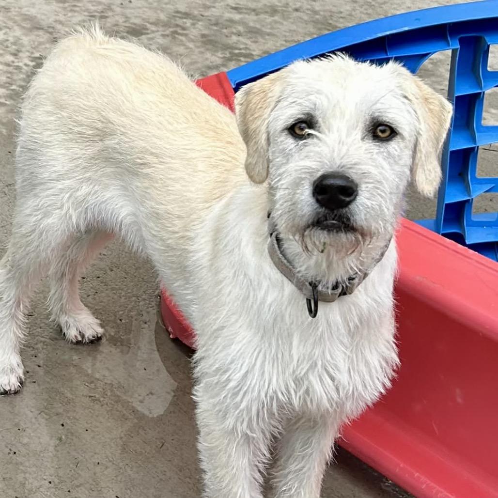 Enlarge Greer, a Adoptable Mixed Breed in Oxford, ME image 4/5