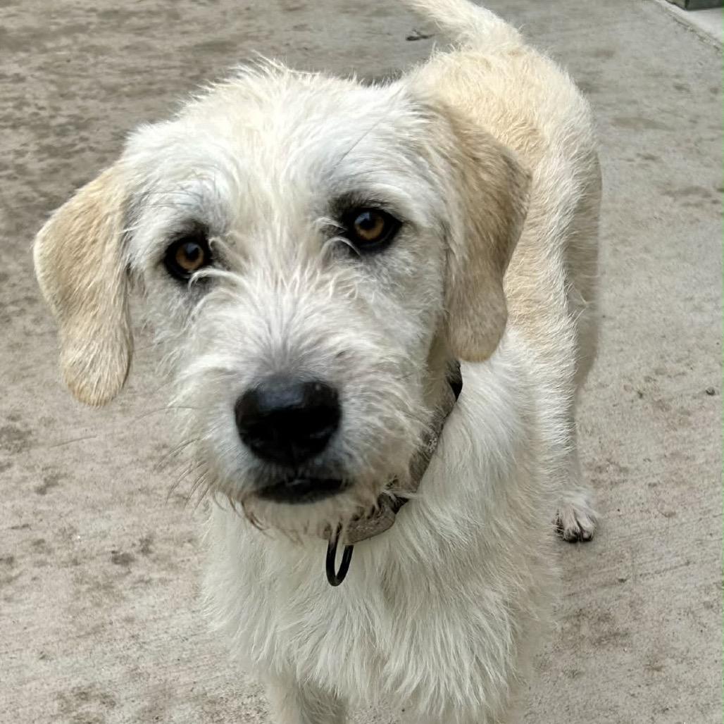 Enlarge Greer, a Adoptable Mixed Breed in Oxford, ME image 5/5