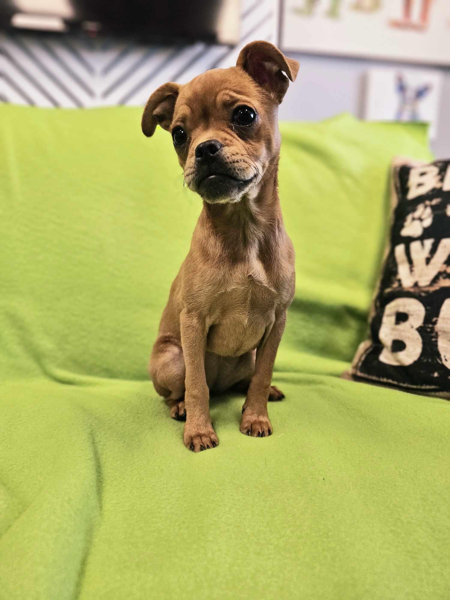 Enlarge Lil Biscuit / Mushu, a Adopted mixed breed in San Angelo , TX image 1/6