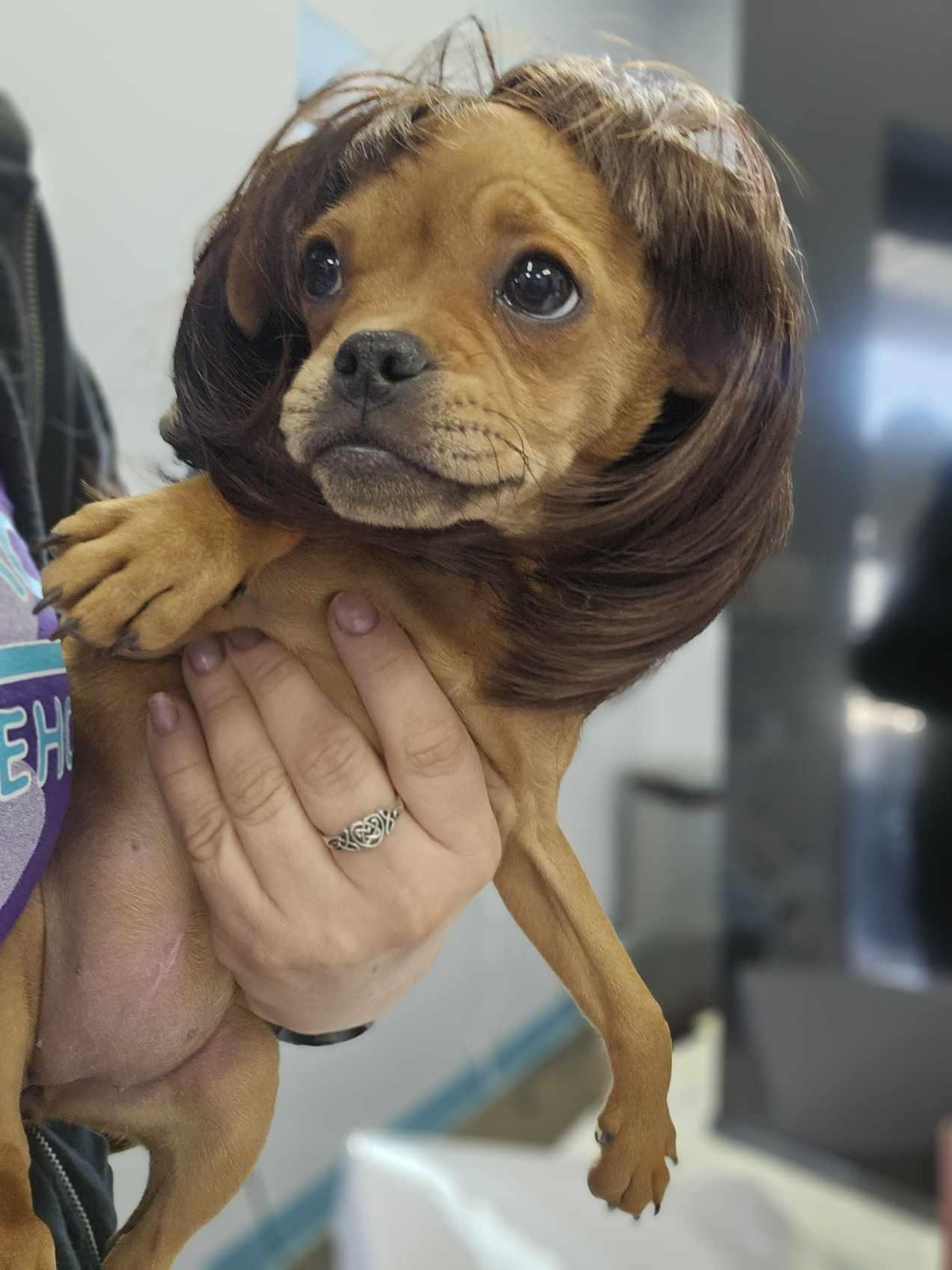 Enlarge Lil Biscuit / Mushu, a Adopted mixed breed in San Angelo , TX image 3/6