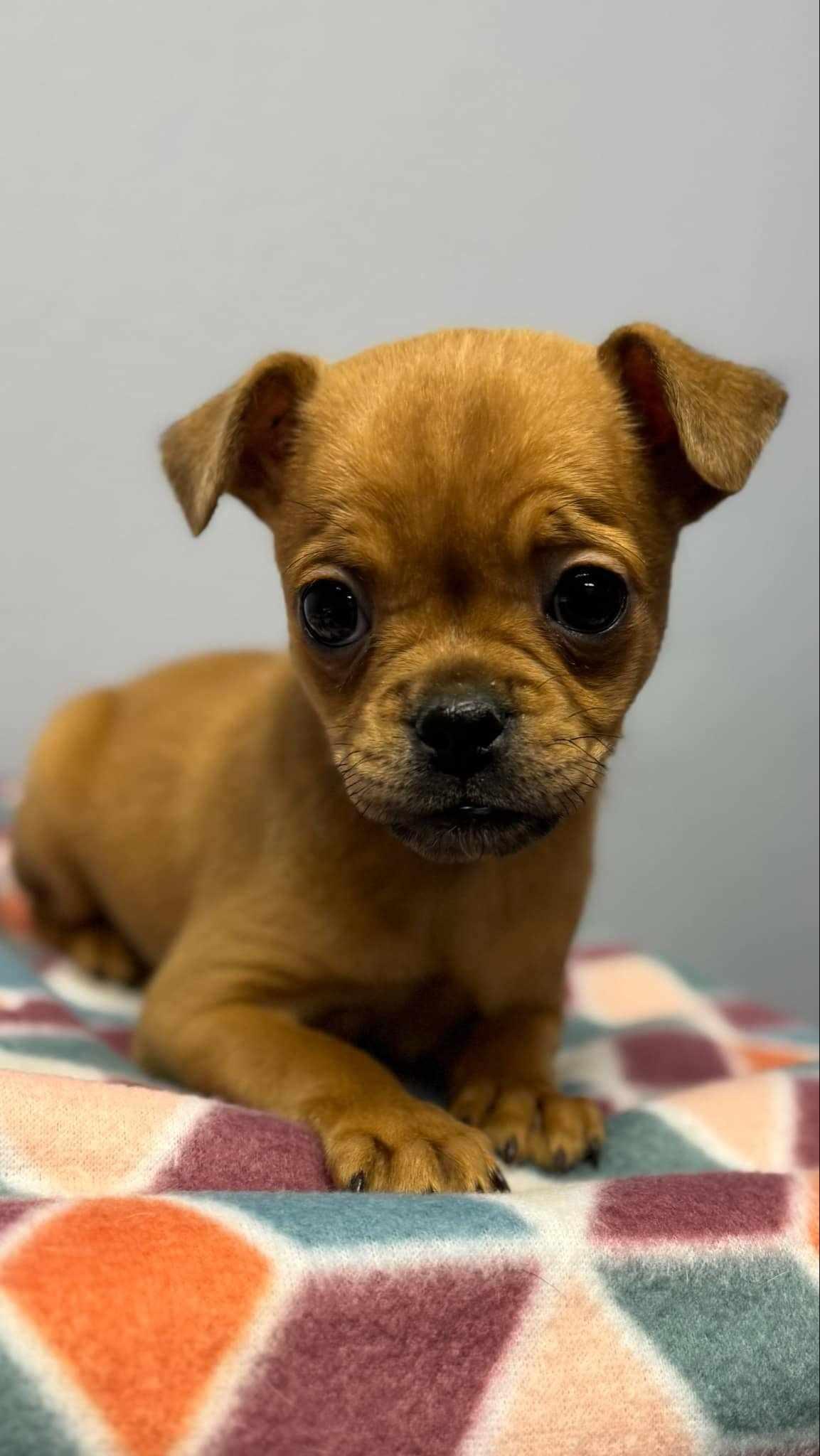 Enlarge Lil Biscuit / Mushu, a Adopted mixed breed in San Angelo , TX image 6/6