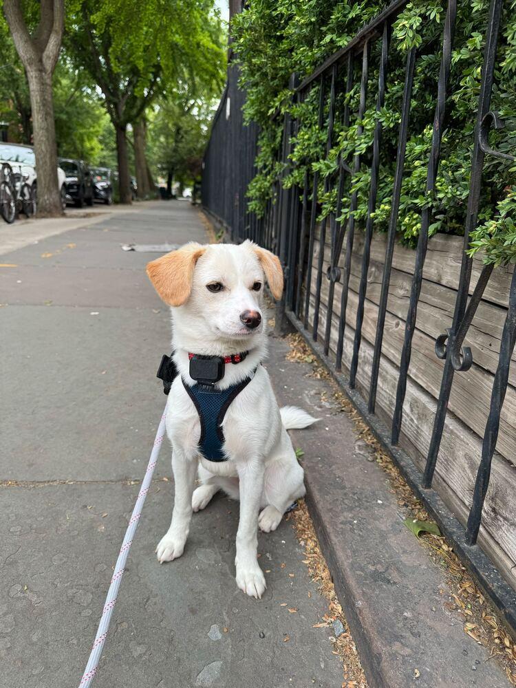 Enlarge Pado, a Adoptable Jindo in Long Island City, NY image 1/5