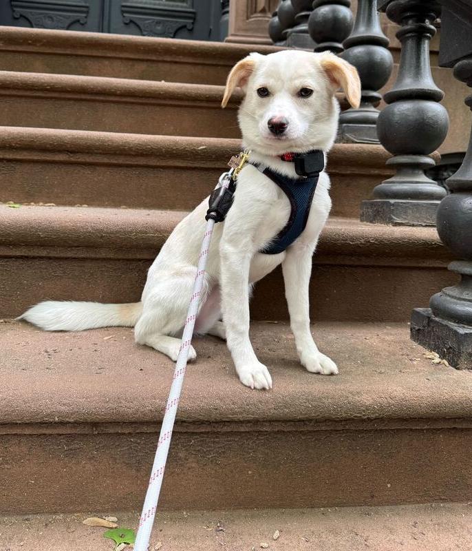Enlarge Pado, a Adoptable Jindo in Long Island City, NY image 2/5