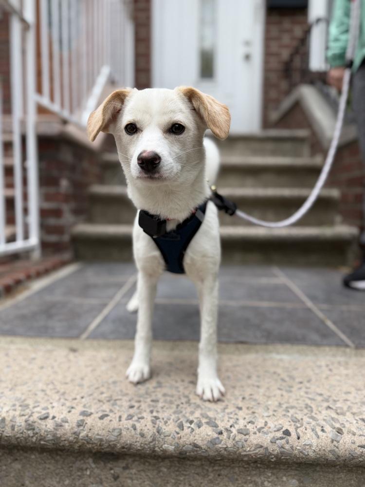 Enlarge Pado, a Adoptable Jindo in Long Island City, NY image 3/5