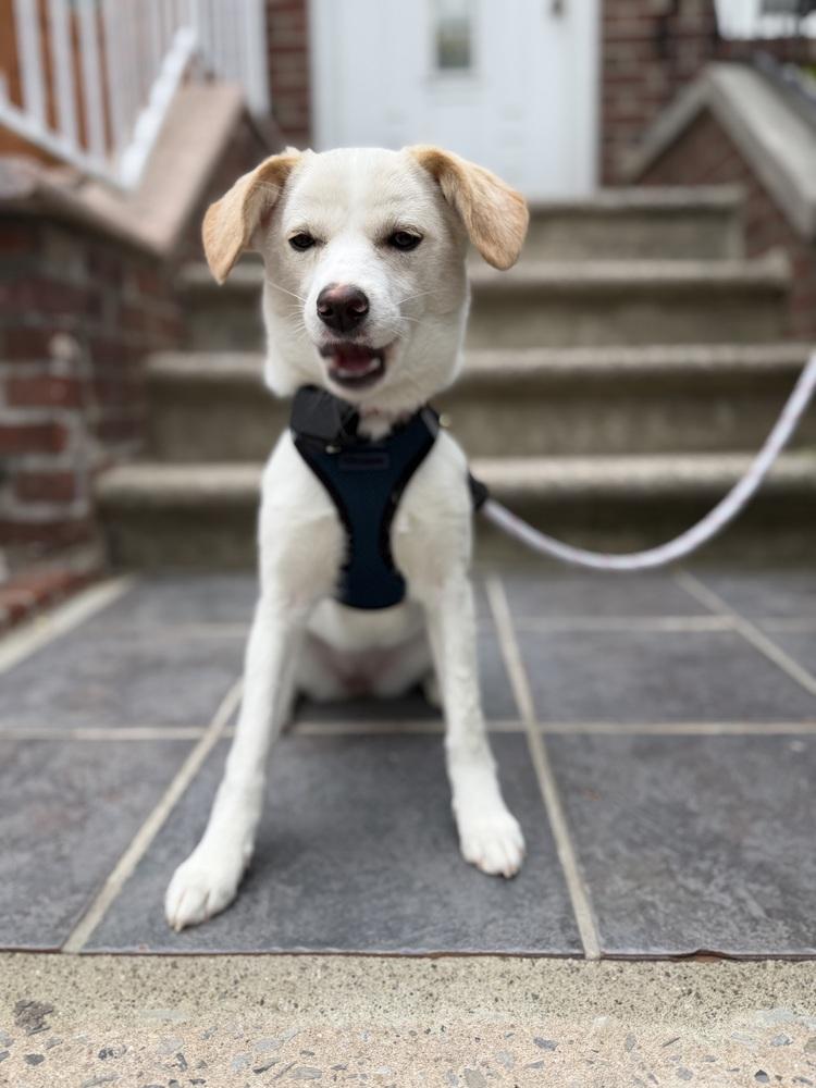 Enlarge Pado, a Adoptable Jindo in Long Island City, NY image 4/5