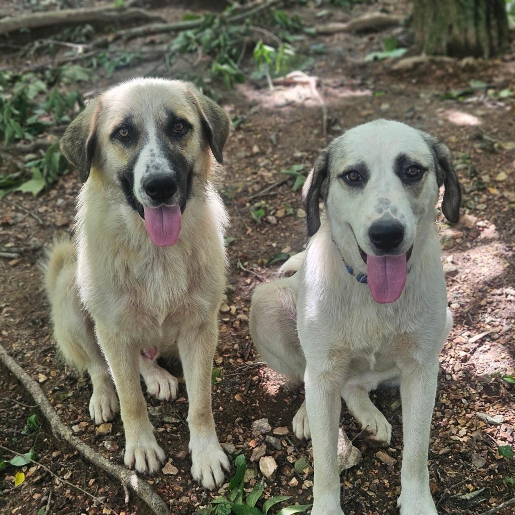 Fred & Wilma, Adoptable, Young Female Anatolian Shepherd.