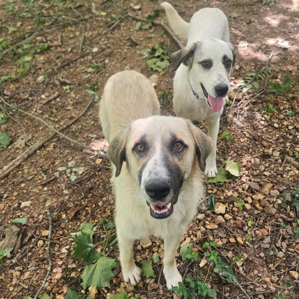 Fred & Wilma, a Adoptable Anatolian Shepherd in Springfield, MO image 2/6