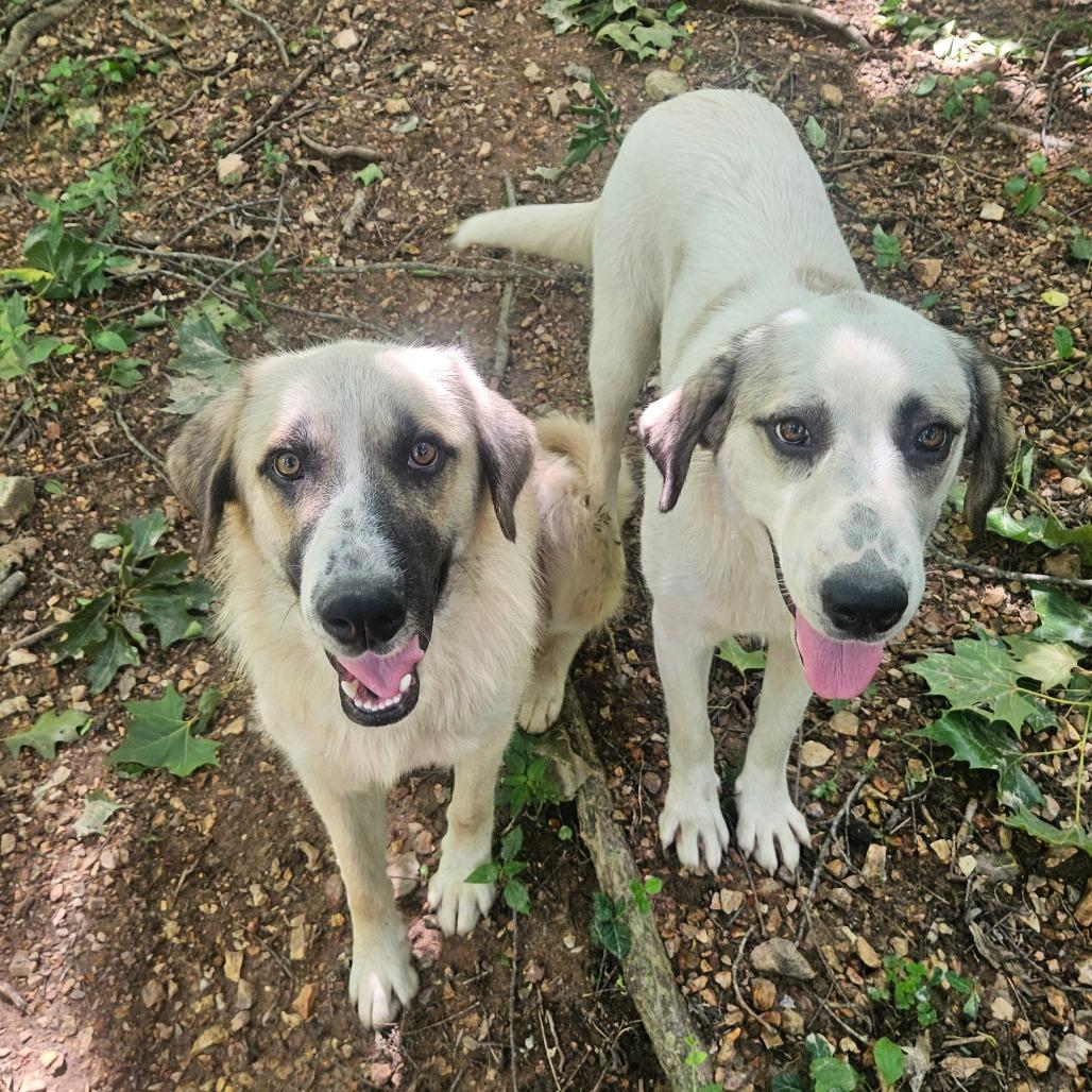 Fred & Wilma, a Adoptable Anatolian Shepherd in Springfield, MO image 3/6