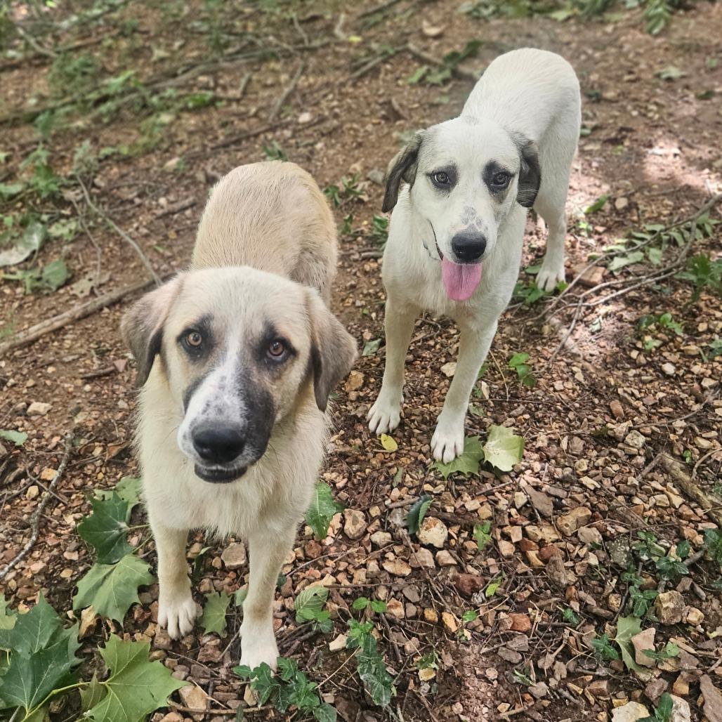 Fred & Wilma, a Adoptable Anatolian Shepherd in Springfield, MO image 4/6