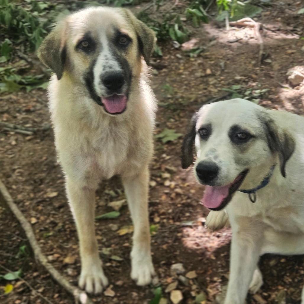 Fred & Wilma, a Adoptable Anatolian Shepherd in Springfield, MO image 5/6