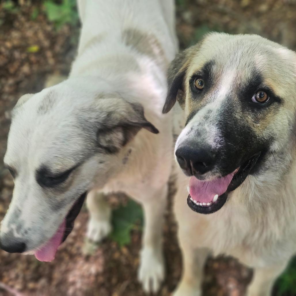 Fred & Wilma, a Adoptable Anatolian Shepherd in Springfield, MO image 6/6