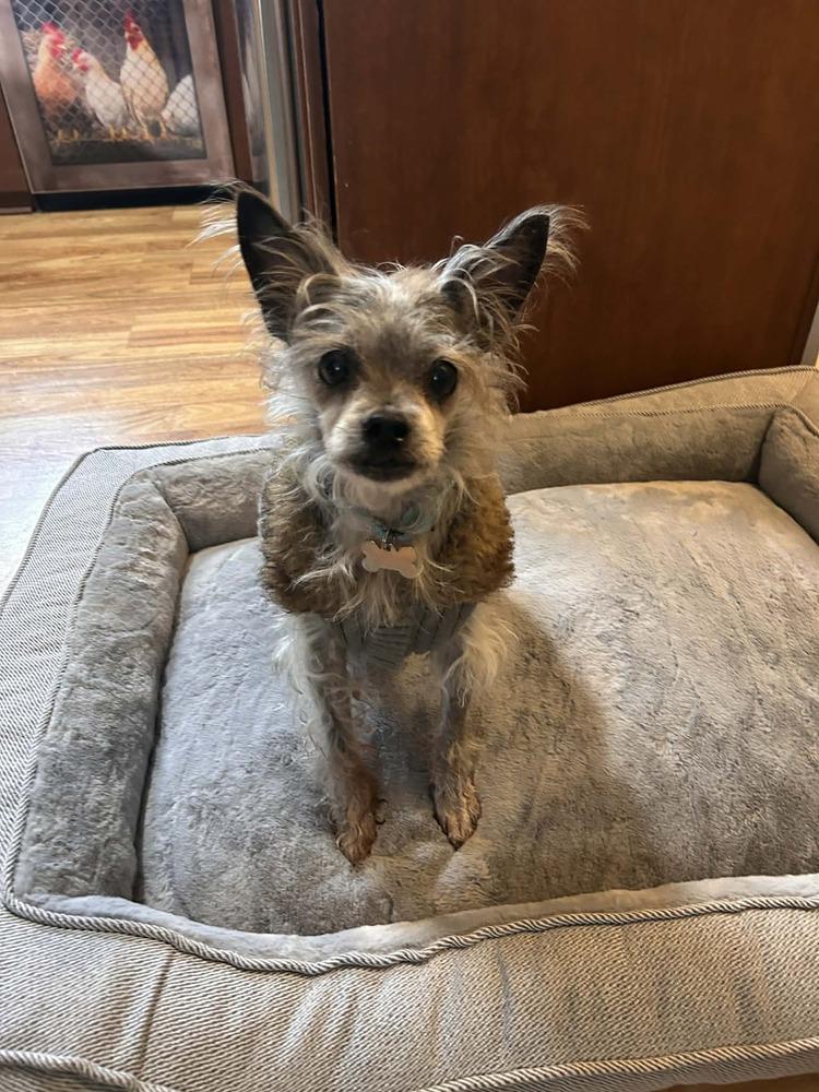 Vinnie, Adoptable, Senior Male Terrier.
