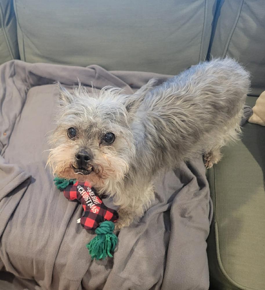 Enlarge Vinnie, a Adoptable mixed breed in Rathdrum, ID image 2/6