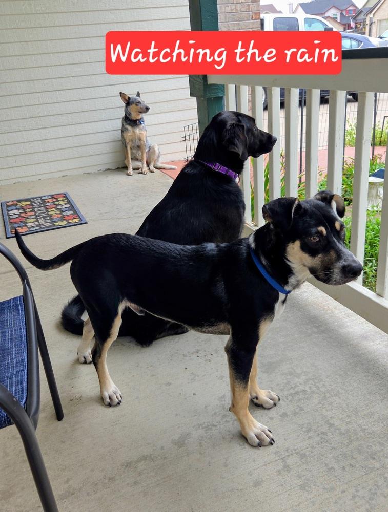 Rudy, a Adoptable mixed breed in Evergreen, CO image 3/6