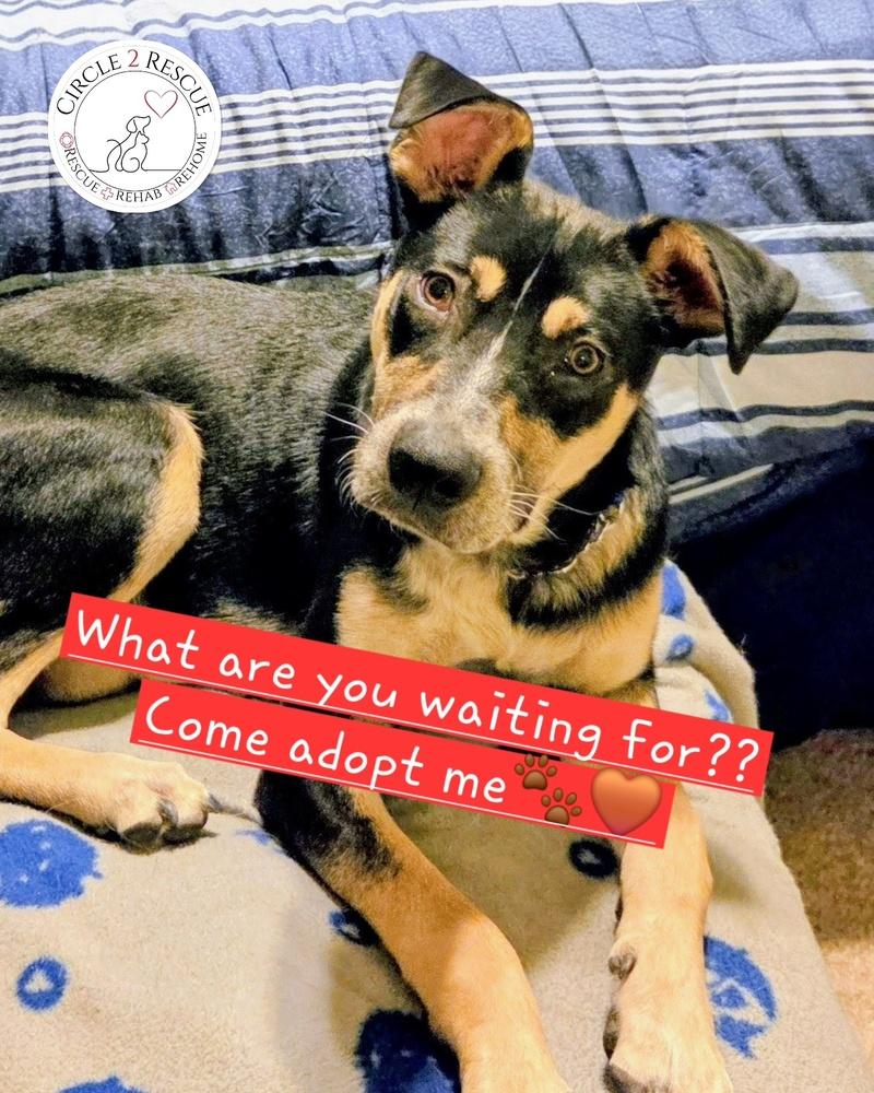 Rudy, Adoptable, Young Male Shepherd & Mixed Breed.