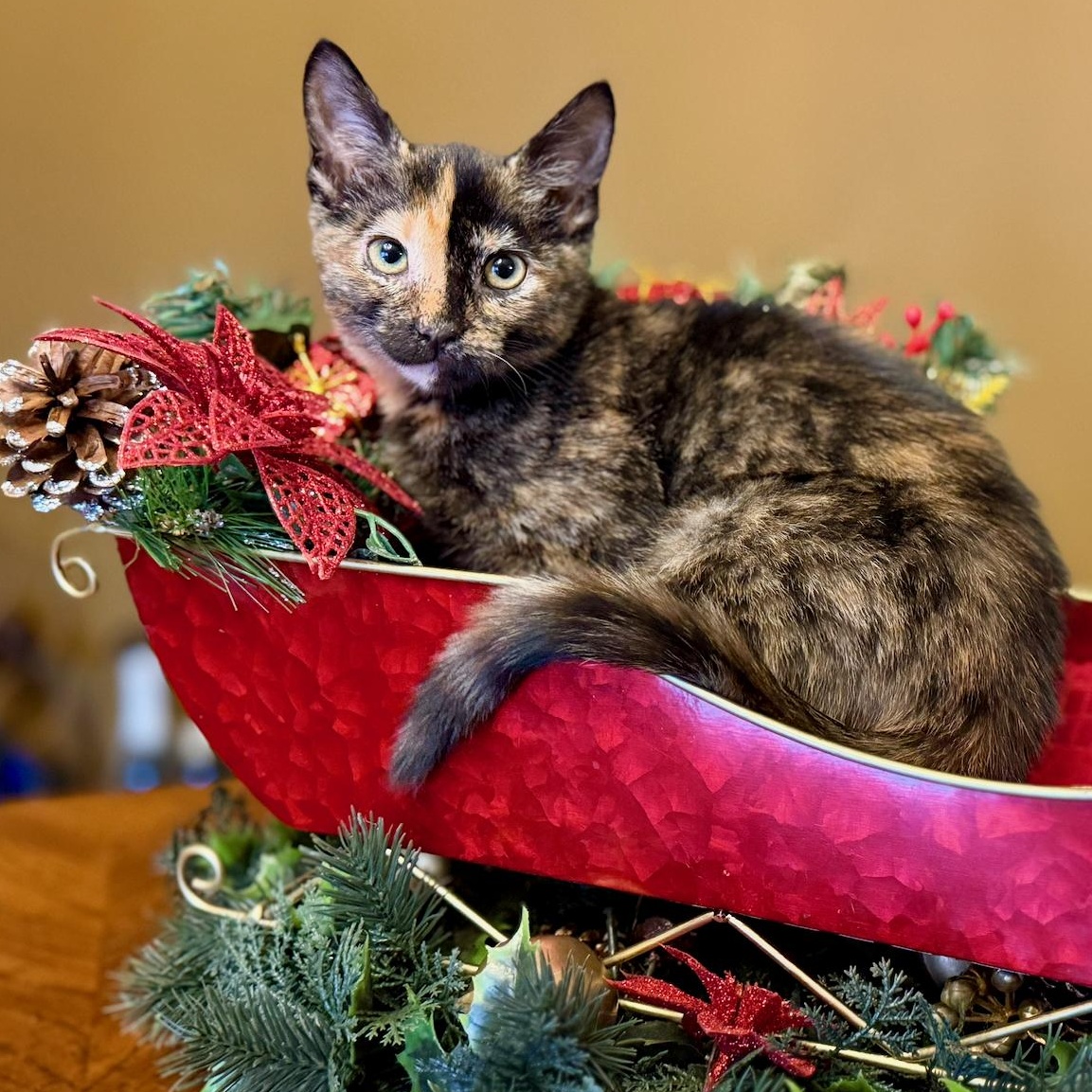 Mia, Adoptable, Kitten Female Tortoiseshell & Domestic Short Hair.