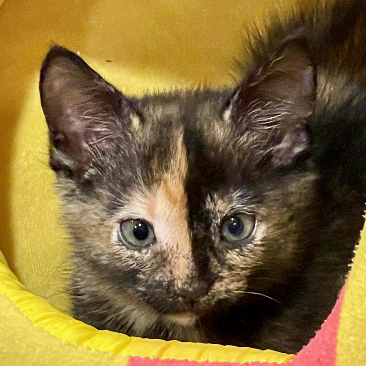 Enlarge Mia, a Adoptable mixed breed in East Brunswick, NJ image 2/4