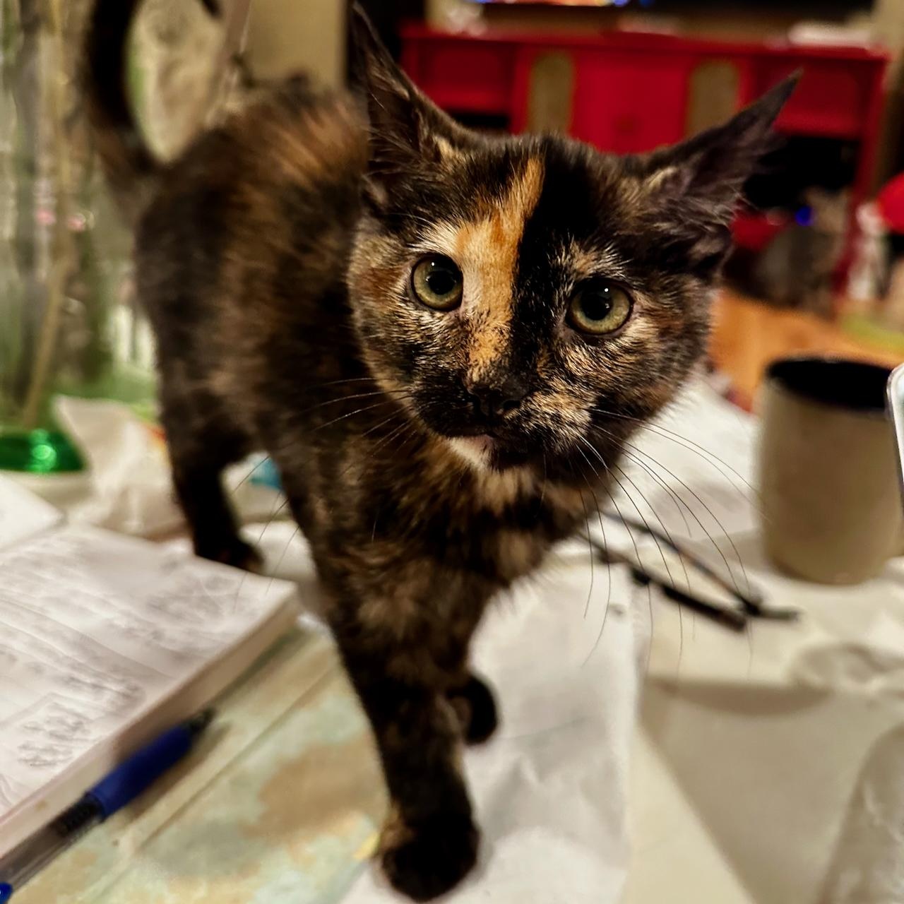 Enlarge Mia, a Adoptable mixed breed in East Brunswick, NJ image 3/4