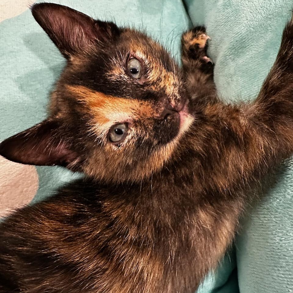 Enlarge Mia, a Adoptable mixed breed in East Brunswick, NJ image 4/4