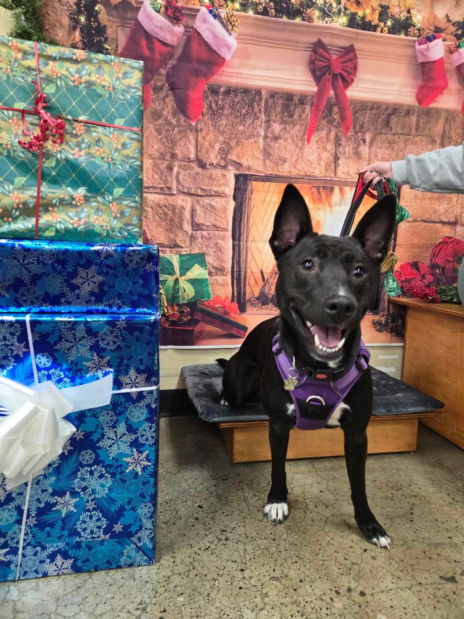 Enlarge Brownie, a Adoptable Mixed Breed in Puyallup, WA image 6/6