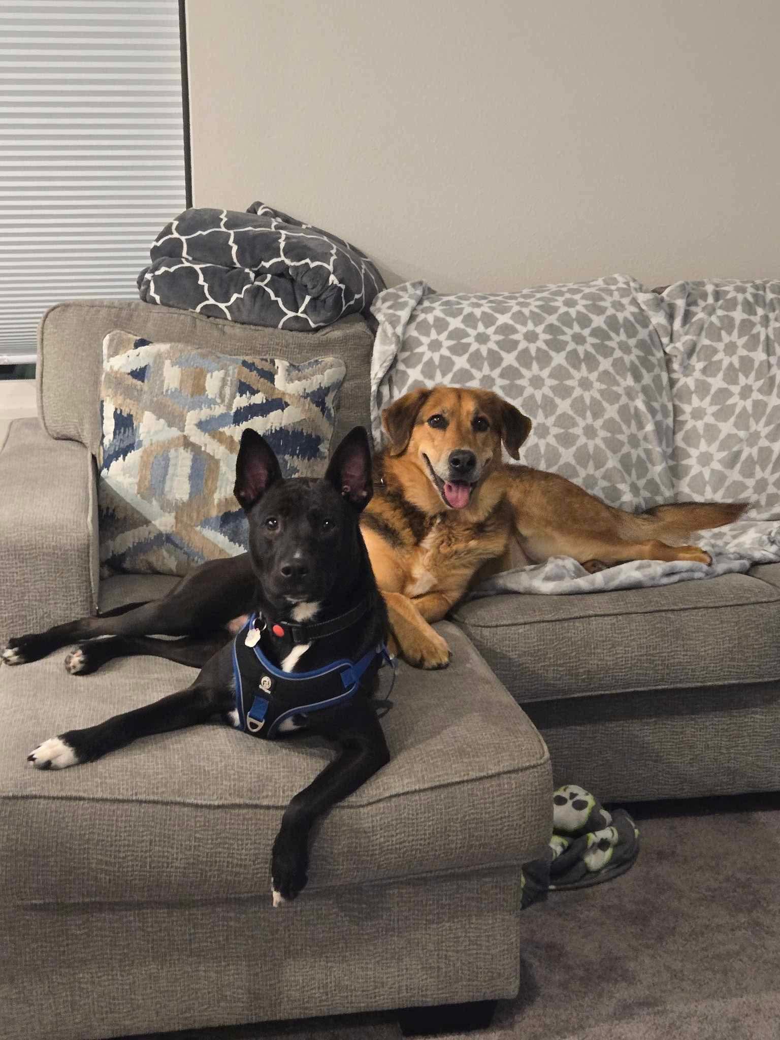 Enlarge Brownie, a Adoptable Mixed Breed in Puyallup, WA image 4/6