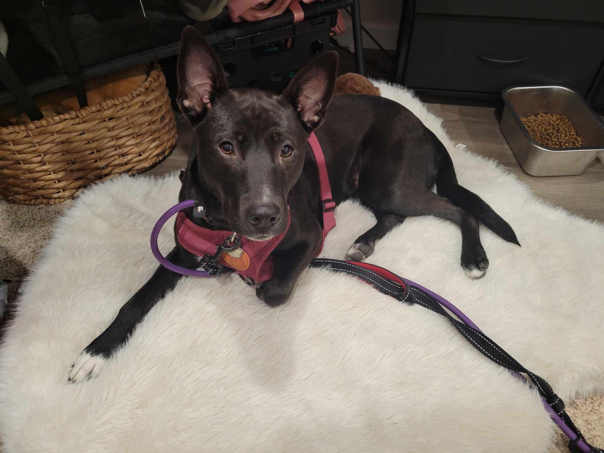 Enlarge Brownie, a Adoptable Mixed Breed in Puyallup, WA image 5/6