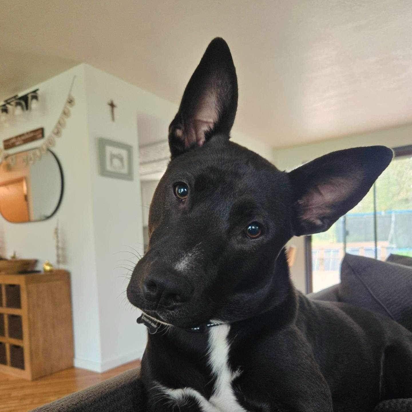 Enlarge Brownie, a Adoptable Mixed Breed in Puyallup, WA image 1/6