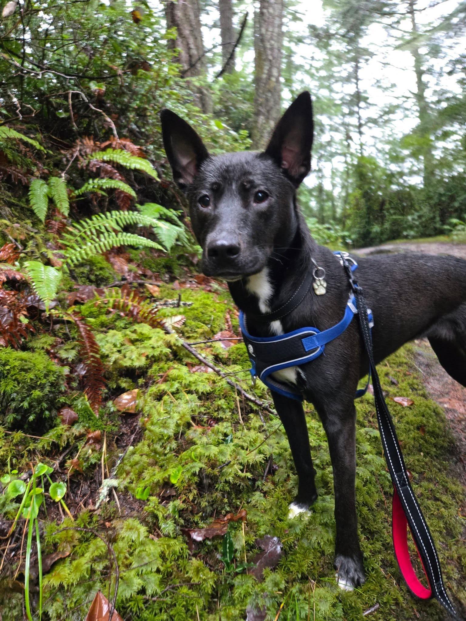 Enlarge Brownie, a Adoptable Mixed Breed in Puyallup, WA image 3/6