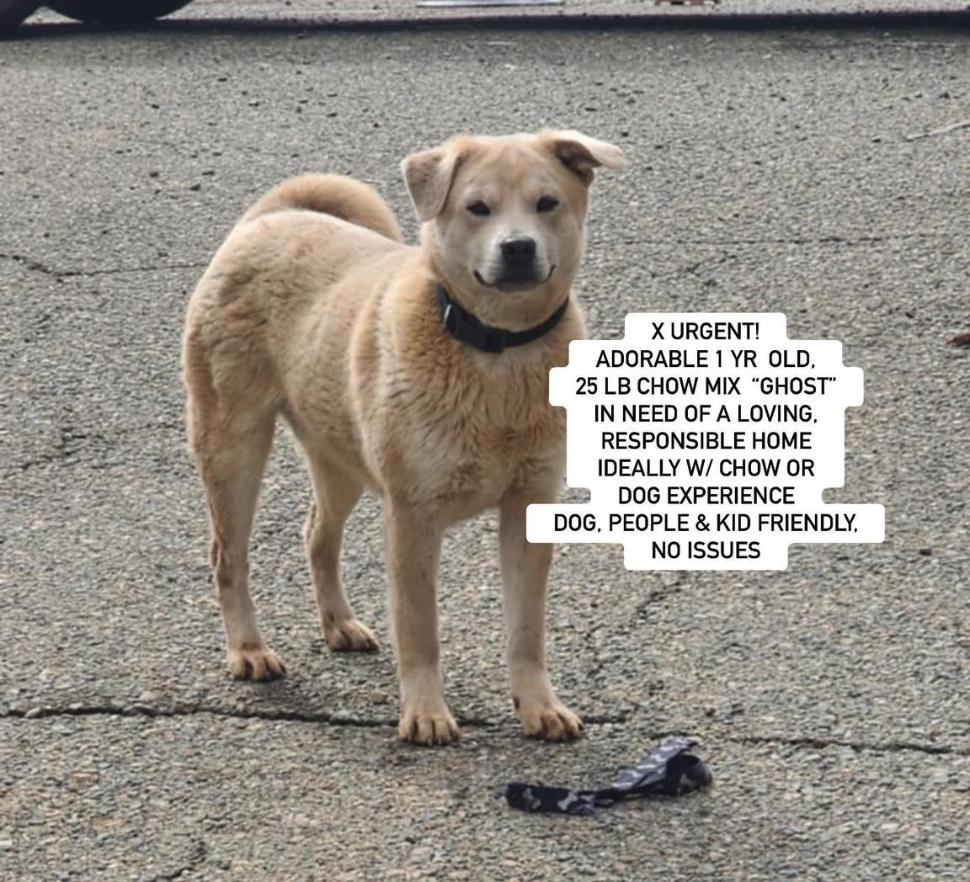 GHOST, Young Male Chow Chow