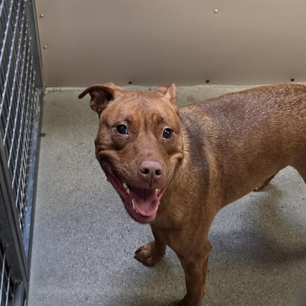 Helaena, Adoptable, Young Female Pit Bull Terrier.