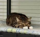 Oliver, adopted, Adult Male Domestic Short Hair.