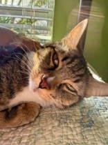 Oliver, an adopted mixed breed in Englewood, FL image 3/3