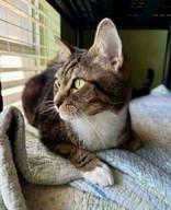 Oliver, an adopted mixed breed in Englewood, FL image 2/3