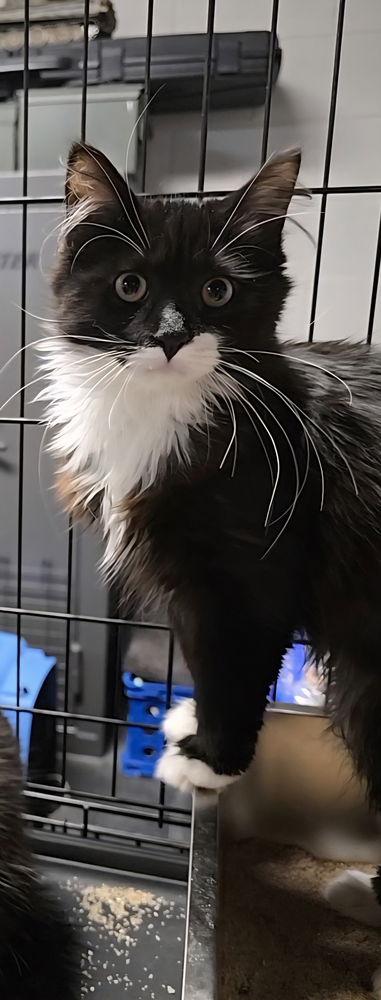 Butter, Adoptable, Kitten Female Domestic Long Hair.