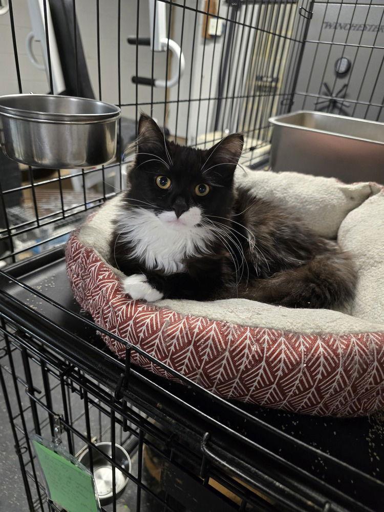 Enlarge Butter, a Adoptable Domestic Long Hair in Pittstown, NJ image 2/2
