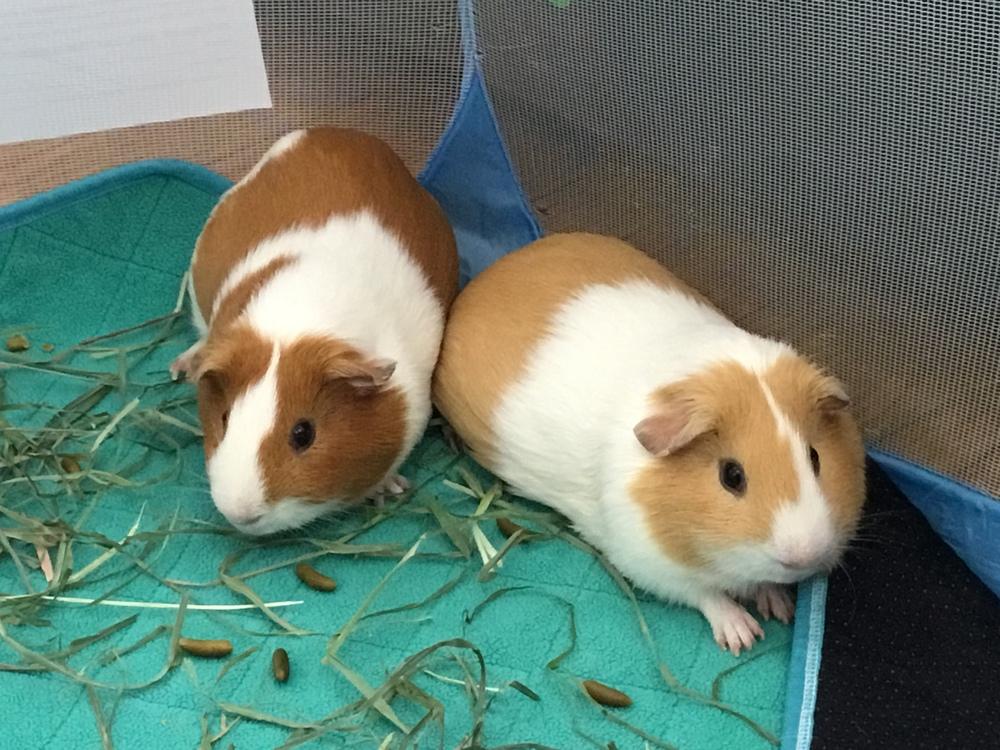 Enlarge Rolly ( Bonded to Royce), a Adoptable Guinea Pig in San Diego, CA image 1/2
