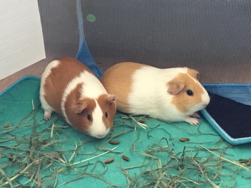 Enlarge Rolly ( Bonded to Royce), a Adoptable Guinea Pig in San Diego, CA image 2/2