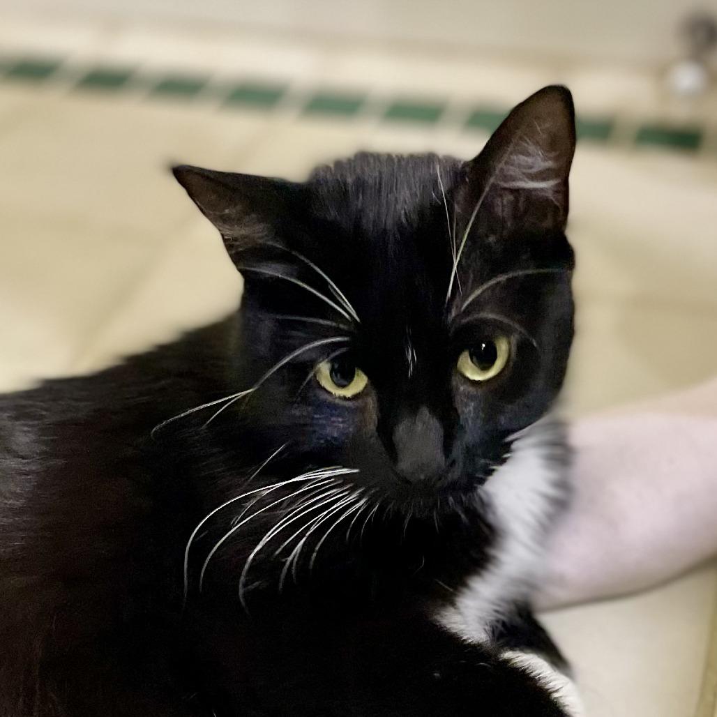 Enlarge Saja, a Adoptable Domestic Short Hair in St. Paul, MN image 1/2