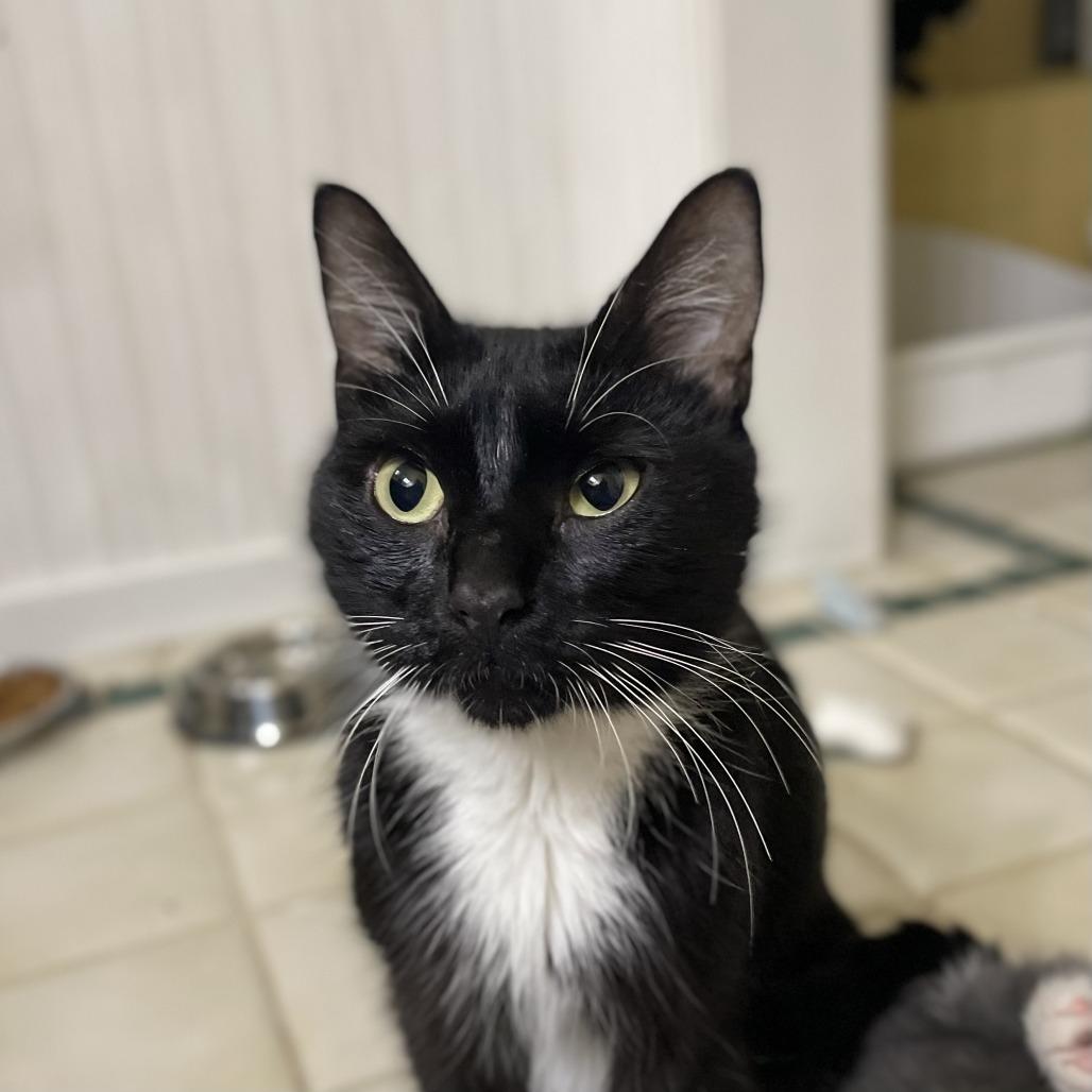 Enlarge Saja, a Adoptable Domestic Short Hair in St. Paul, MN image 2/2