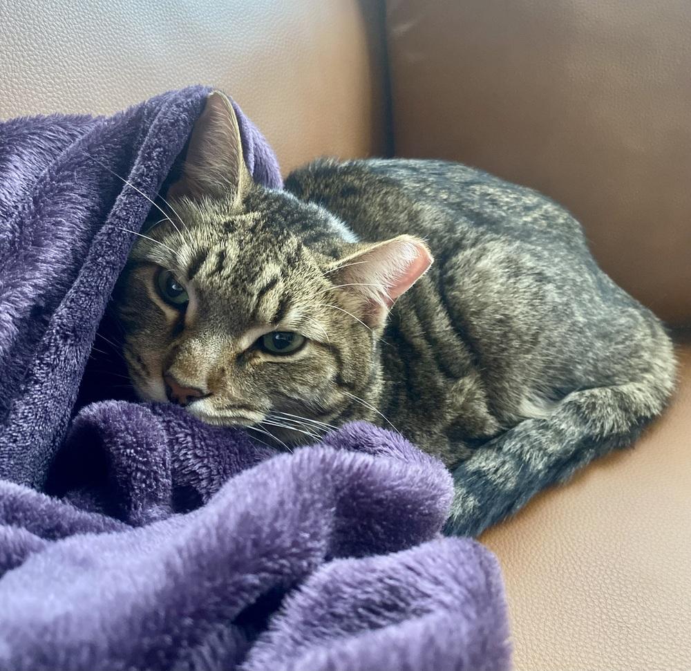 Enlarge Chef, a Adoptable mixed breed in Ferndale, MI image 2/5