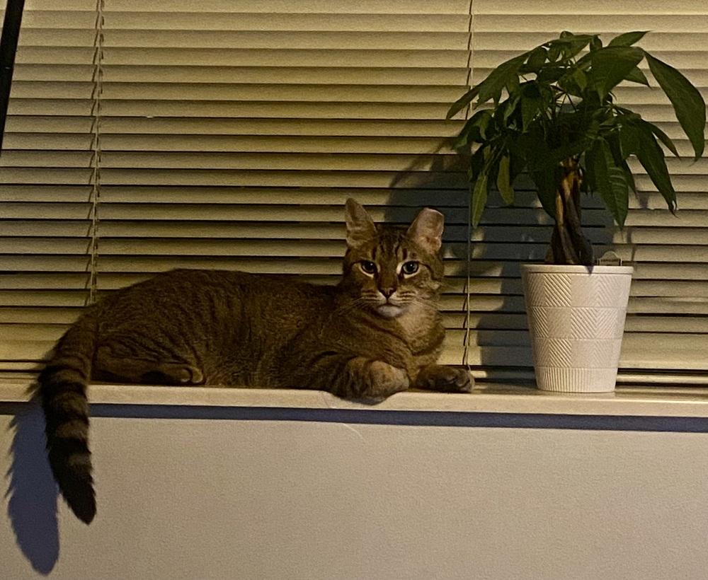 Enlarge Chef, a Adoptable mixed breed in Ferndale, MI image 3/5