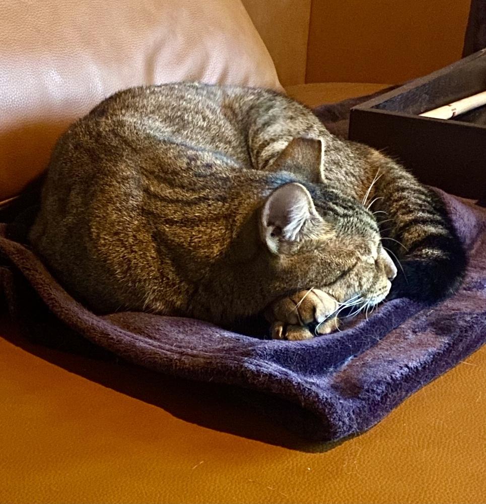 Enlarge Chef, a Adoptable mixed breed in Ferndale, MI image 4/5